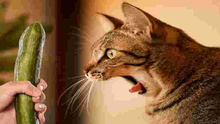 Чому коти бояться огірків: наукове пояснення