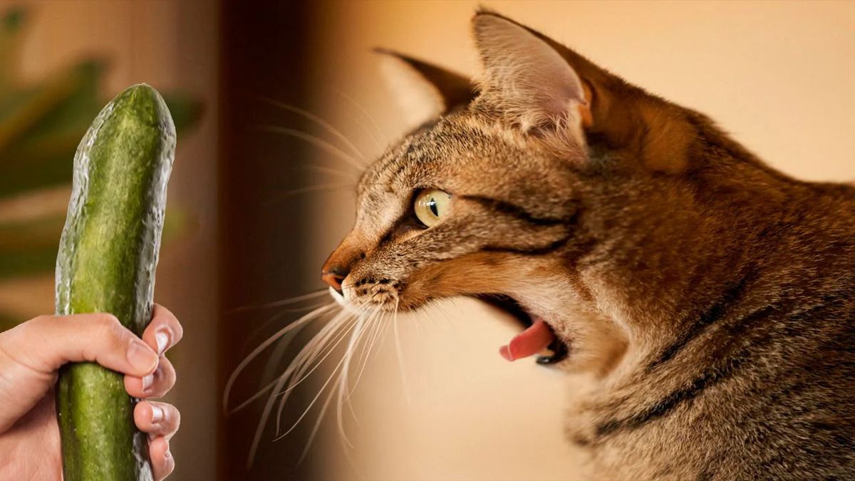 Чому коти бояться огірків: наукове пояснення
