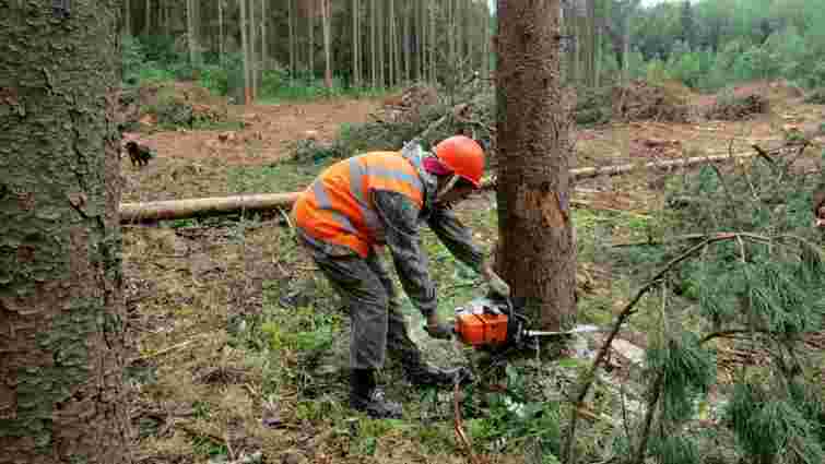 Інспектор Карпатського нацпарку допустив незаконну вирубку дерев на 4,7 млн грн  