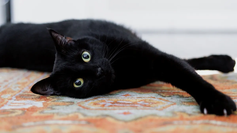 Притягують любов і менше хворіють: сім цікавих фактів про чорних котів, що здивують