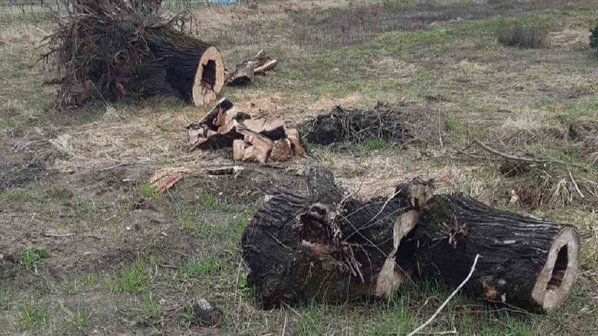 Екоінспекція виявила 66 незаконно зрізаних дерев на Яворівщині