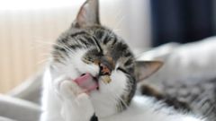Не лише чистота: 10 причин, чому коти так полюбляють вмиватись