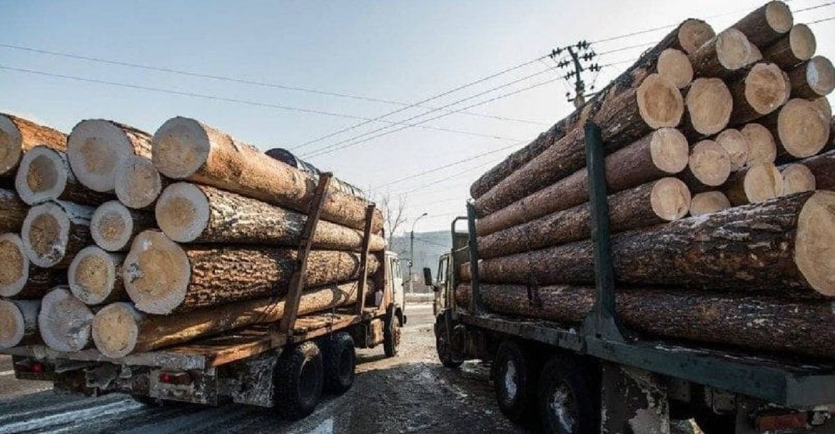 Польських митників викрили на оформленні фальшивих документів для деревини з Білорусі