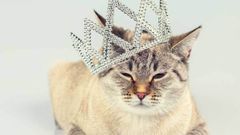 28 березня – День поваги до котів: історія та як відзначають у світі