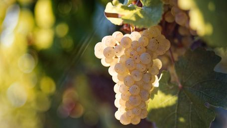 Як правильно садити виноград навесні: інструкція