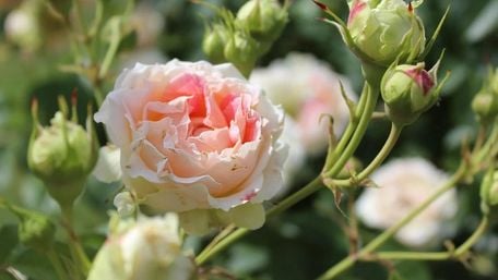 Чим обробити троянди навесні, щоб вони довго цвіли: інструкція