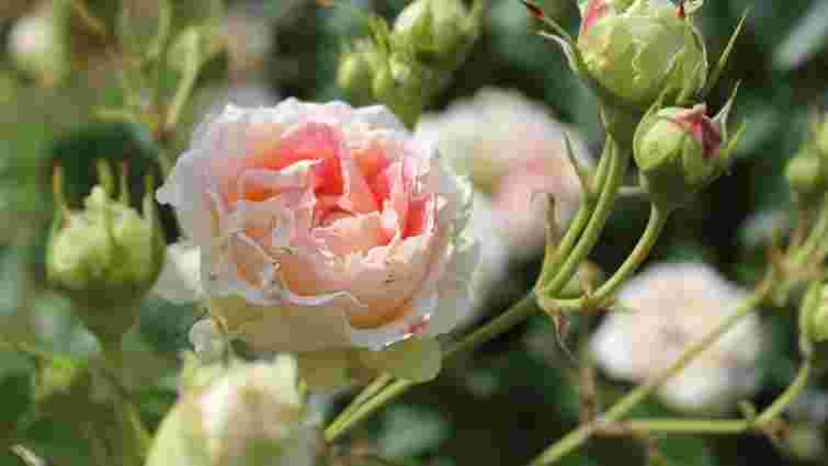 Чим обробити троянди навесні, щоб вони довго цвіли: інструкція
