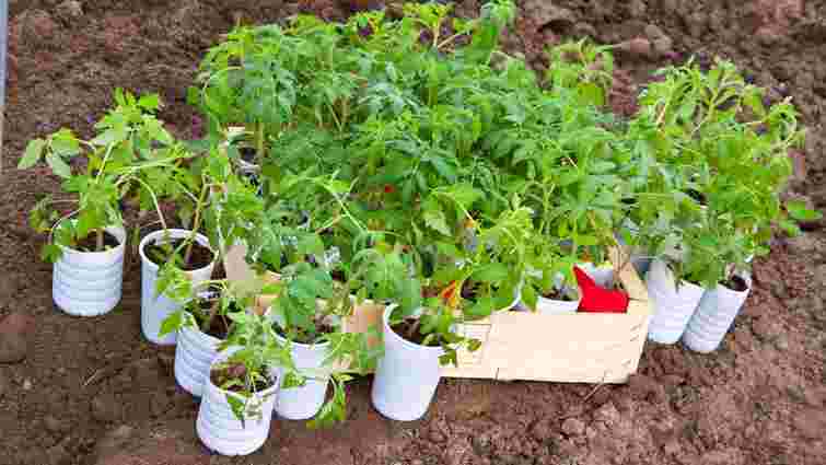 Переросла розсада помідорів: як виправити ситуацію на користь урожаю
