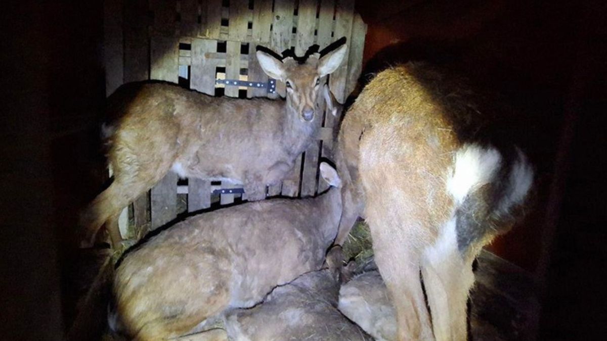 У Києві чоловік перевозив в мікроавтобусі дев'ятьох червонокнижних оленів