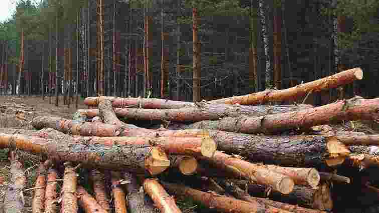 Суд на Львівщині звільнив від покарання лісника, який не помітив вирубку на 1,6 млн грн