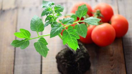 Як успішно виростити розсаду помідорів у квартирі: 10 правил