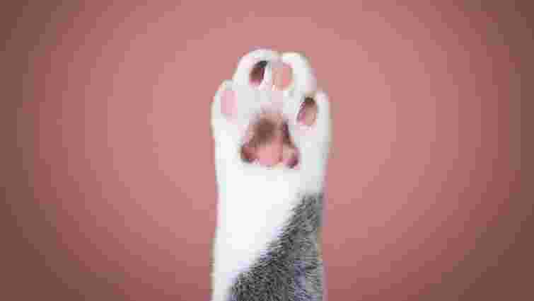 Котячі лапки: сім цікавих фактів, про які ви не знали і які зачарують вас ще більше