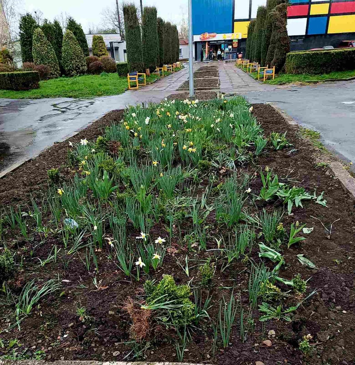У Калуші злодії викопали з клумб майже півтисячі квітів та кущів