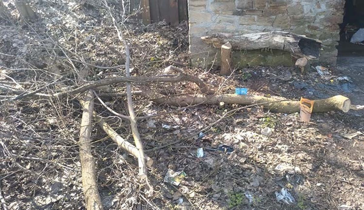 Троє тернополян місяць вирубували дерева в ландшафтному парку «Загребелля»