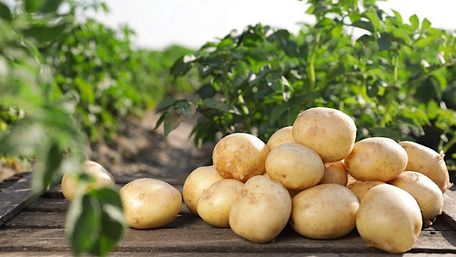 Що можна і не можна садити поруч з картоплею для відмінного врожаю: перелік