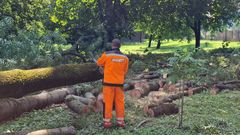 БЕБ змусило КП Ужгородської міськради відмінити тендер на обрізку дерев за 3,2 млн грн  