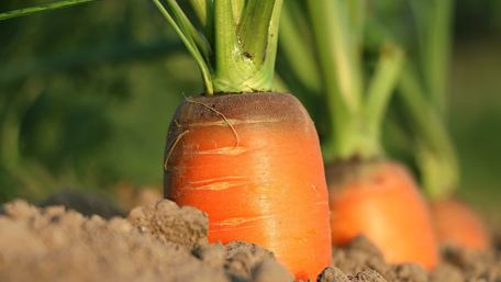 Як посадити моркву, щоб збільшити її врожай удвічі: несподівані поради 