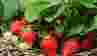 Як отримати великий врожай полуниці: 10 хитрощів досвідчених садівників