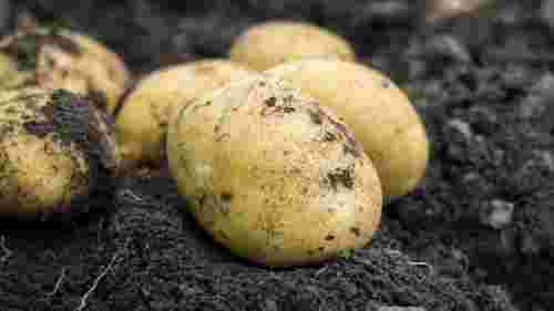 Що таке репродукція картоплі та навіщо вона потрібна: секрети успішного врожаю