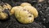 Що таке репродукція картоплі та навіщо вона потрібна: секрети успішного врожаю
