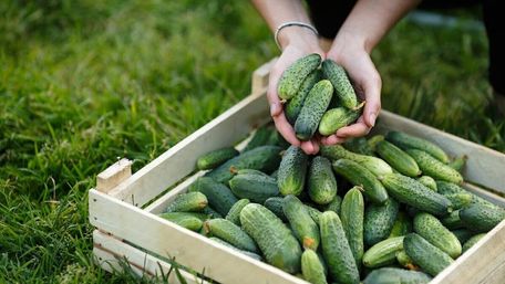 Як отримати відмінний урожай огірків: 11 секретів