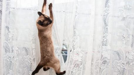 Коти проти штор: як відучити кота лазити по шторах і вберегти інтер'єр