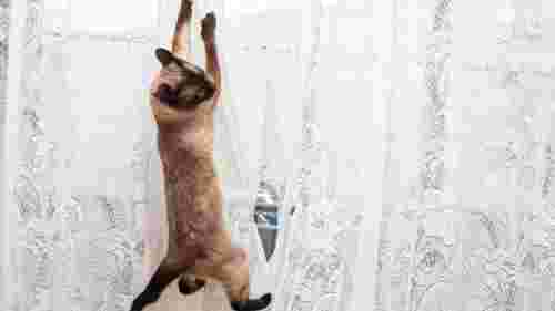 Коти проти штор: як відучити кота лазити по шторах і вберегти інтер'єр