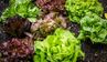 Чому листовий салат росте гірким та як це виправити