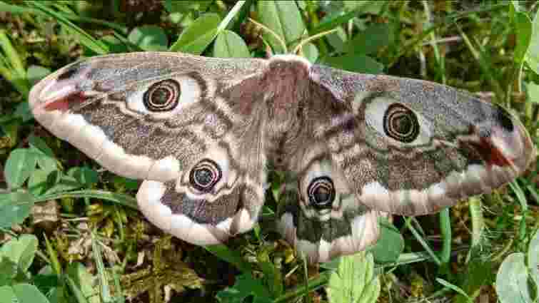 У національному парку «Синевир» помітили найбільшого метелика Європи