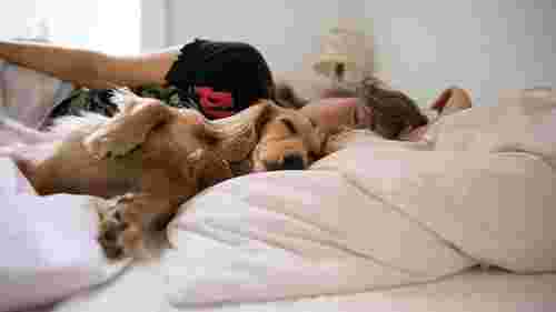 Науковці: спання з собакою погіршує якість сну, з котами – ні