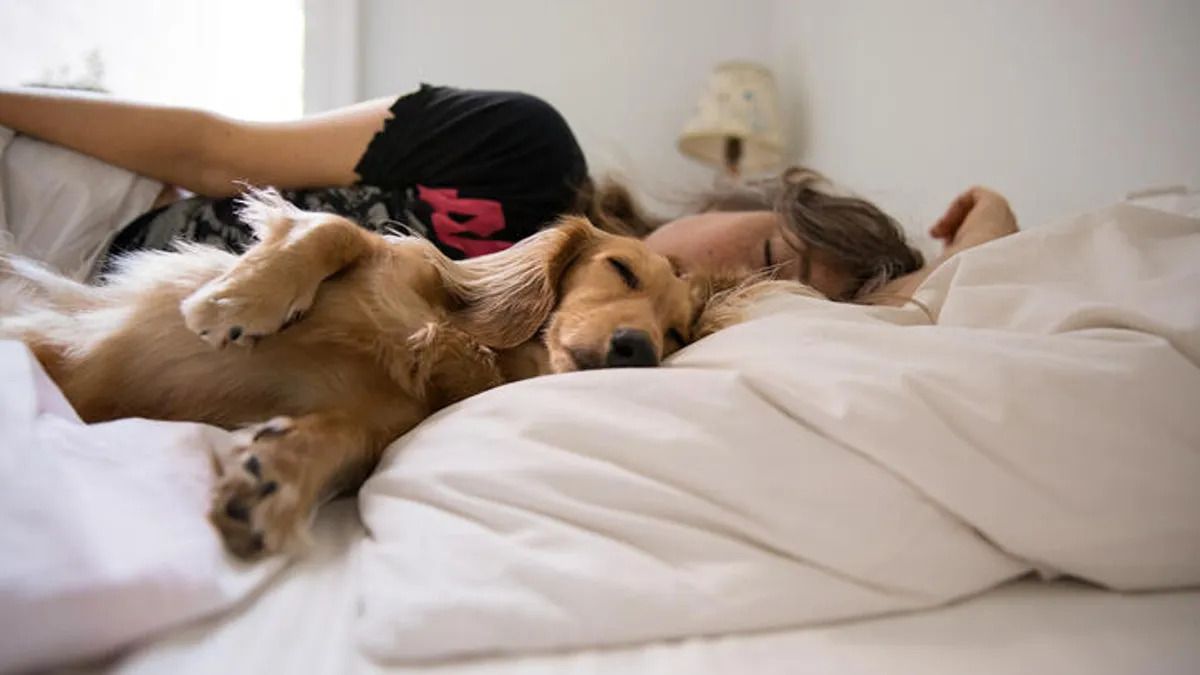 Науковці: спання з собакою погіршує якість сну, з котами – ні