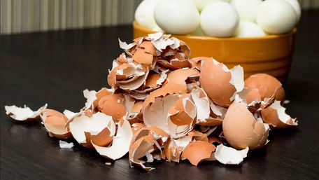 Міфи та правда про користь яєчної шкаралупи на грядках