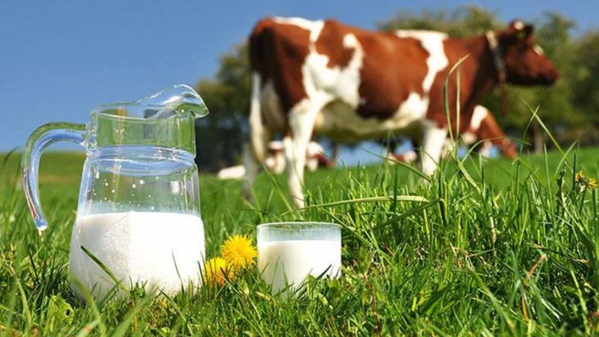Молокопереробні заводи Львівщини купують в області лише 13% сировини