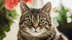 Чому ваш кіт витріщається на вас: причини і як реагувати