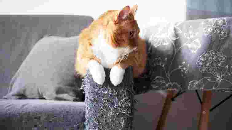 Як відучити кота дряпати меблі і шпалери: покрокова інструкція