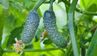 Як отримати ранній урожай огірків на ділянці: 8 кроків