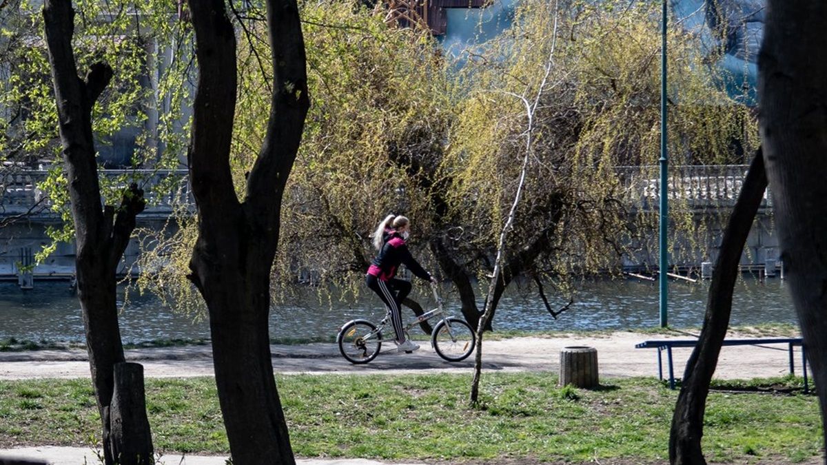 В парку Чернівців за одну ніч невідомі викорчували 60% усіх саджанців 