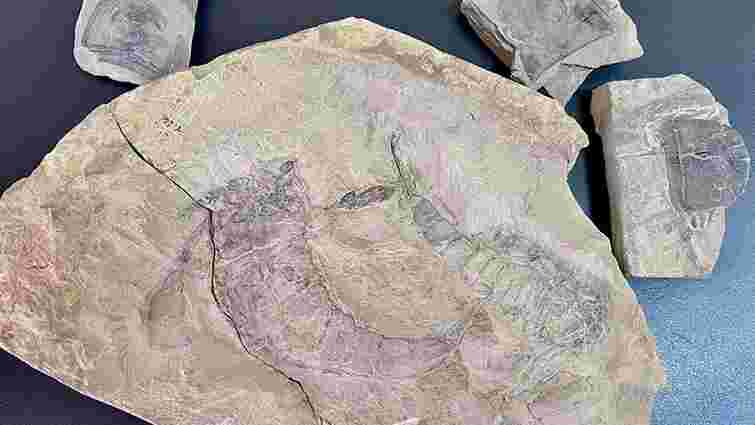 Житель Тернополя намагався відправити за кордон унікальні скам'янілості віком 400 млн років