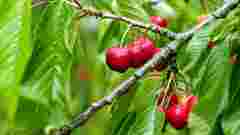 Ефективне органічне підживлення плодових дерев: результат вас приголомшить