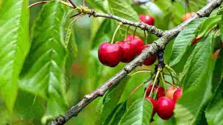 Ефективне органічне підживлення плодових дерев: результат вас приголомшить