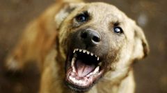 В Чернівцях в загиблого домашнього собаки виявили сказ
