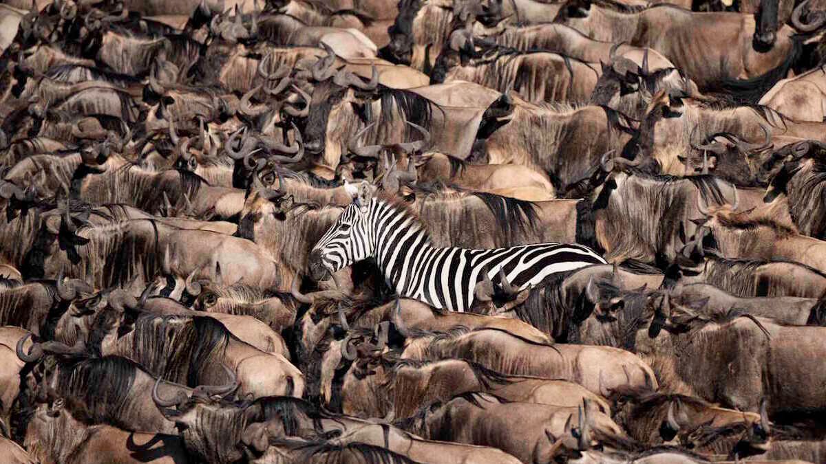 Топ-9 фото дикої природи від конкурсу Sony World Photography Awards
