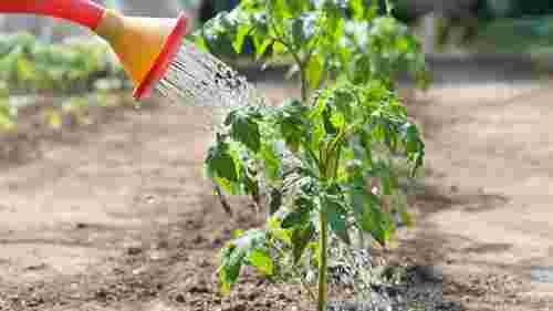 Що обов'язково варто додати в лунку при висадці розсади помідорів