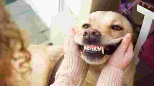 Скільки зубів у собаки і чи можуть вони випадати: цікаві факти
