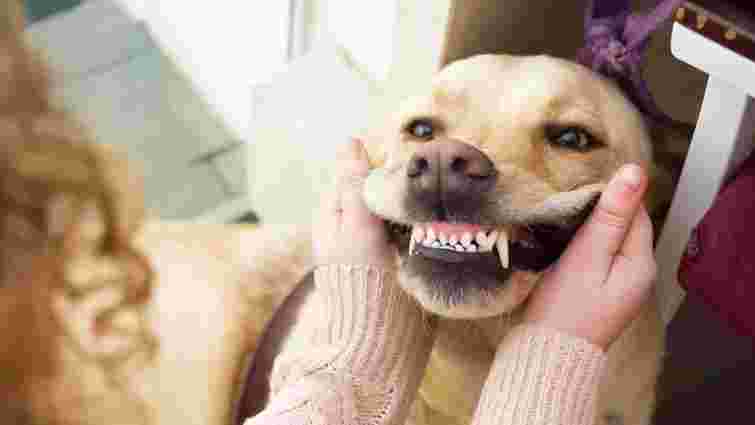 Скільки зубів у собаки і чи можуть вони випадати: цікаві факти