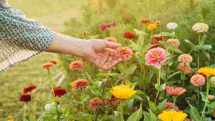 Не садіть їх у своєму саду: 4 рослини, які розносять хвороби і заражають все навколо 

