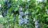 Як отримати максимальний врожай лохини: особливості вирощування та найкращі сорти