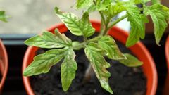 Чому жовтіє листя на розсаді томатів: причина не завжди в нестачі заліза