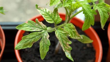 Чому жовтіє листя на розсаді томатів: причина не завжди в нестачі заліза