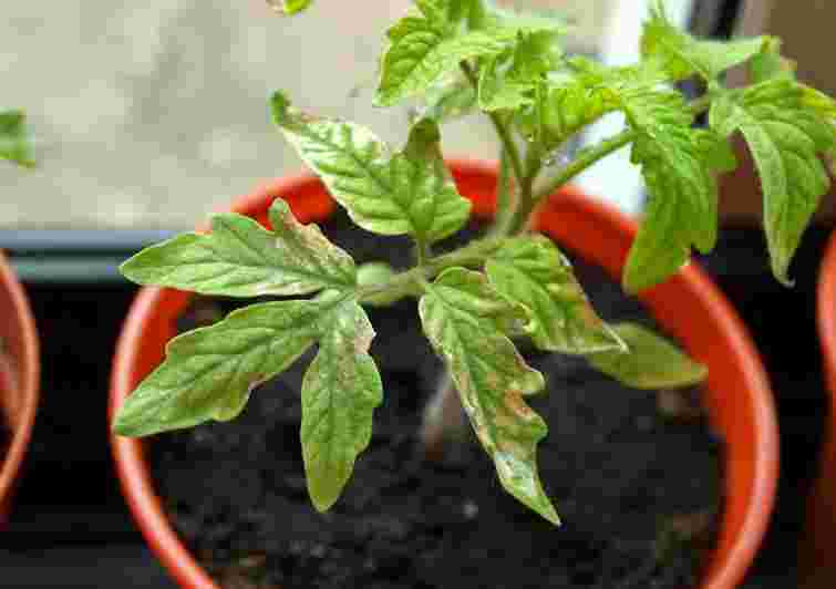 Чому жовтіє листя на розсаді томатів: причина не завжди в нестачі заліза